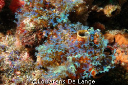 Another dunno specy by Louwrens De Lange 